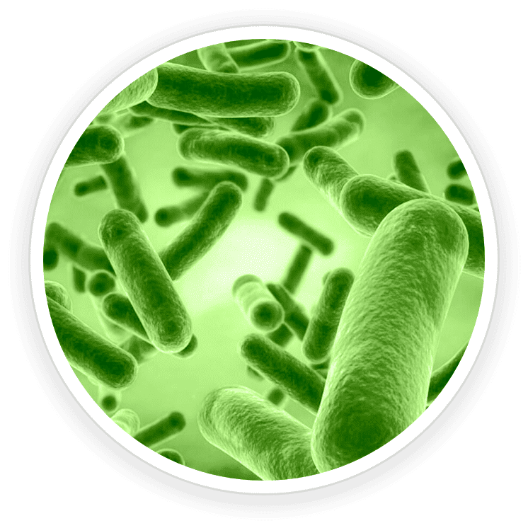 Bacillus coagulans probiotic strain