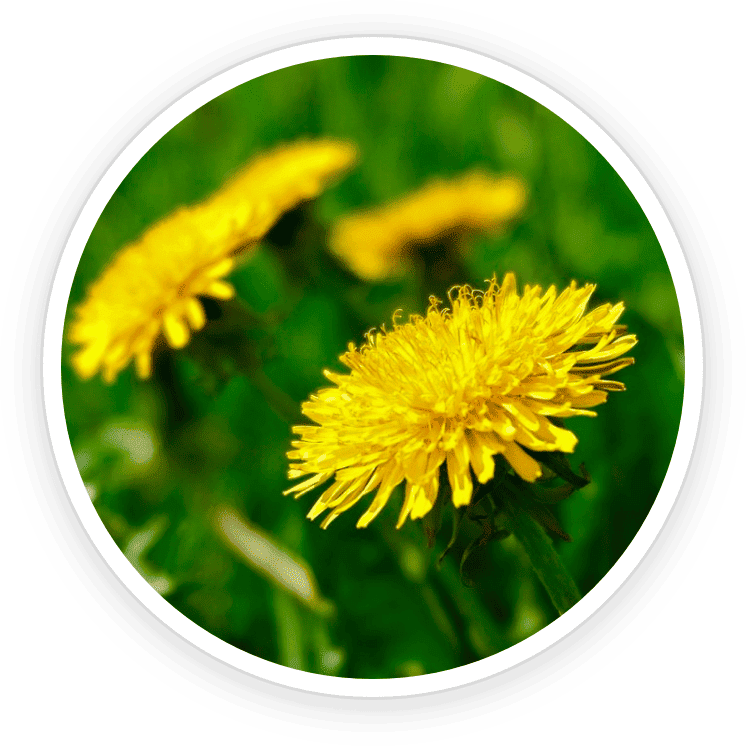 Dandelion root and leaf