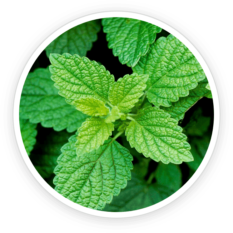 Lemon balm leaves