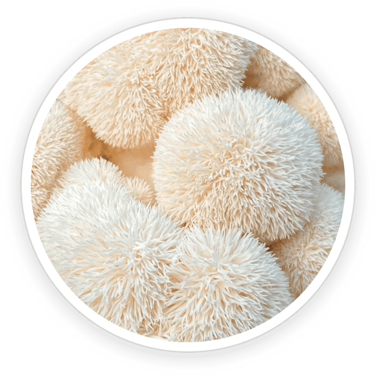 Organic lion's mane mushroom