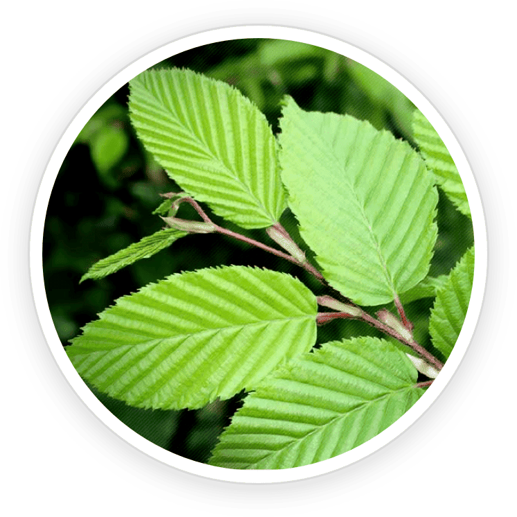 Slippery elm bark